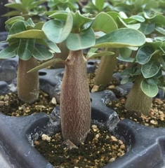 Hạt giống hoa sứ kim tự tháp