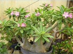 Hạt giống hoa sứ kim tự tháp