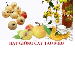 Hạt giống cây táo mèo gói 20 hạt