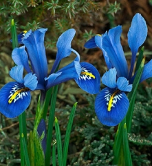 Hạt Giống Diên Vĩ Xanh (Iris Xanh )