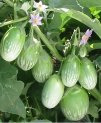 Hạt Giống Cà Trứng Rồng Mã Lai