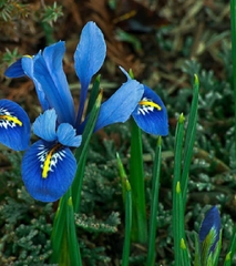 Hạt Giống Diên Vĩ Xanh (Iris Xanh )