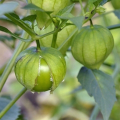Hạt Giống Thù Lù Nam Mỹ Gold