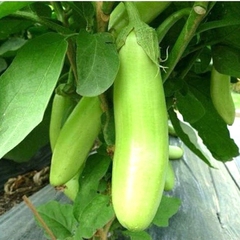 Hạt Giống Cà Xanh Mỡ Dài