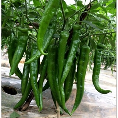 Hạt Giống Ớt Chỉ Địa Lai F1 KNS01