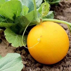 Hạt Giống Dưa Lê Kim Cô Nương F1