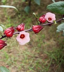 Hạt giống cây bụp giấm (atiso đỏ)