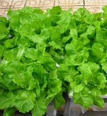 Hạt Giống Rau Xà Lách Chịu Nhiệt - Gói 5gram