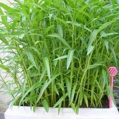 Hat Giống Rau Muống Cao Sản Lá Tre