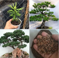 Hạt Giống Cây Tùng