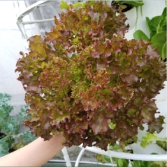 Hạt Giống Rau Xà Lách Xoăn Tím Cao Sảo - Gói 1 gram