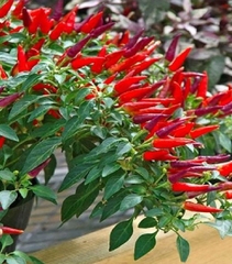 Hạt Giống Ớt Chỉ Thiên Chùm Đỏ Siêu Cay