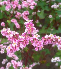 Hạt Giống Hoa Tam Giác Mạch