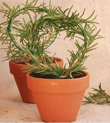 Hạt Giống Cây Hương Thảo Rosemary