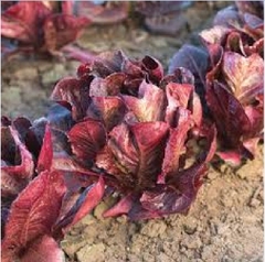 Hạt Giống Xà Lách ROMAINE Đỏ - Gói 0.2gram