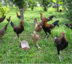 Hạt Giống Cỏ Lá Gừng (Cỏ Lá Tre )