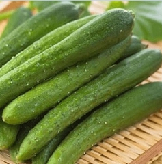 Hạt Giống Dưa Chuột Kiếm Nhật F1