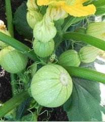 Hạt Giống Bí Ngồi Xanh Quả Tròn