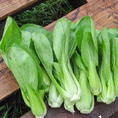 Hạt giống rau cải chíp cao sản