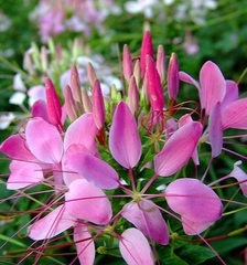 Hạt Giống Hoa Hồng Ri Nhiều Màu ( Hoa Túy Điệp )