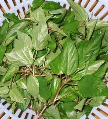 Hạt Giống Rau Đay Đỏ
