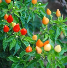 Hạt Giống Ớt Bàn Đào - Ớt Đào Tiên