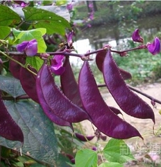 Hạt Giống Đậu Ván Tím F1