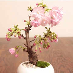Hạt Giống Hoa Anh Đào Nhật