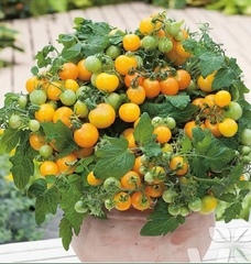 Hạt Giống Cà Chua Bi Lùn F1 Quả Vàng
