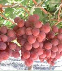 Hạt Giống Nho Leo Giàn Pháp