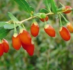 Hạt Giống Quả Câu Kỷ Tử - GojiBerry