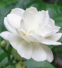 Hạt Giống Hoa Nhài ( Hoa Lài )