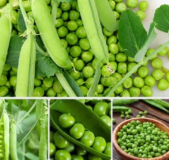Hạt Giống Đậu Hà Lan Lấy Hạt