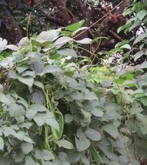 Hạt Giống Đậu Ngự