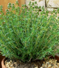 Hạt giống Cỏ Xạ Hương Thyme