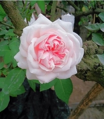 Hạt giống hoa hồng cổ vân khôi