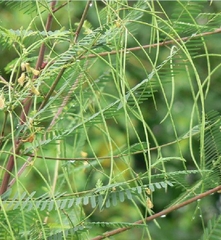 Hạt Giống Bông Điên Điển