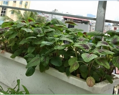 Hạt Giống Rau Dền Khoang Cao Sản