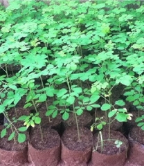 Hạt Giống Cây Chùm Ngây F1