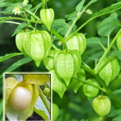 Hạt Giống Thù Lù Nam Mỹ Gold