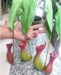Hạt Giống Cây Bắt Mồi Nắp Ấm