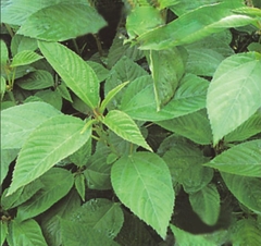 Hạt Giống Rau Đay Xanh