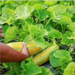 Hạt Giống Dưa Gang Cao Sản F1