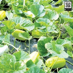 Hạt Giống Dưa Lê Thơm Hàn Quốc F1