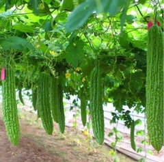 Hạt Giống Khổ Qua Khổng Lồ