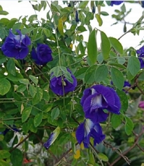 Hạt Giống Hoa Đậu Biếc Kép