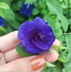 Hạt Giống Hoa Đậu Biếc Kép