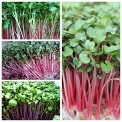 Hạt Giống Rau Mầm Củ Cải Đỏ - Gói 20gram
