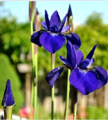Hạt Giống Diên Vĩ Xanh (Iris Xanh )