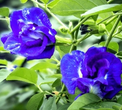 Hạt Giống Hoa Đậu Biếc Kép